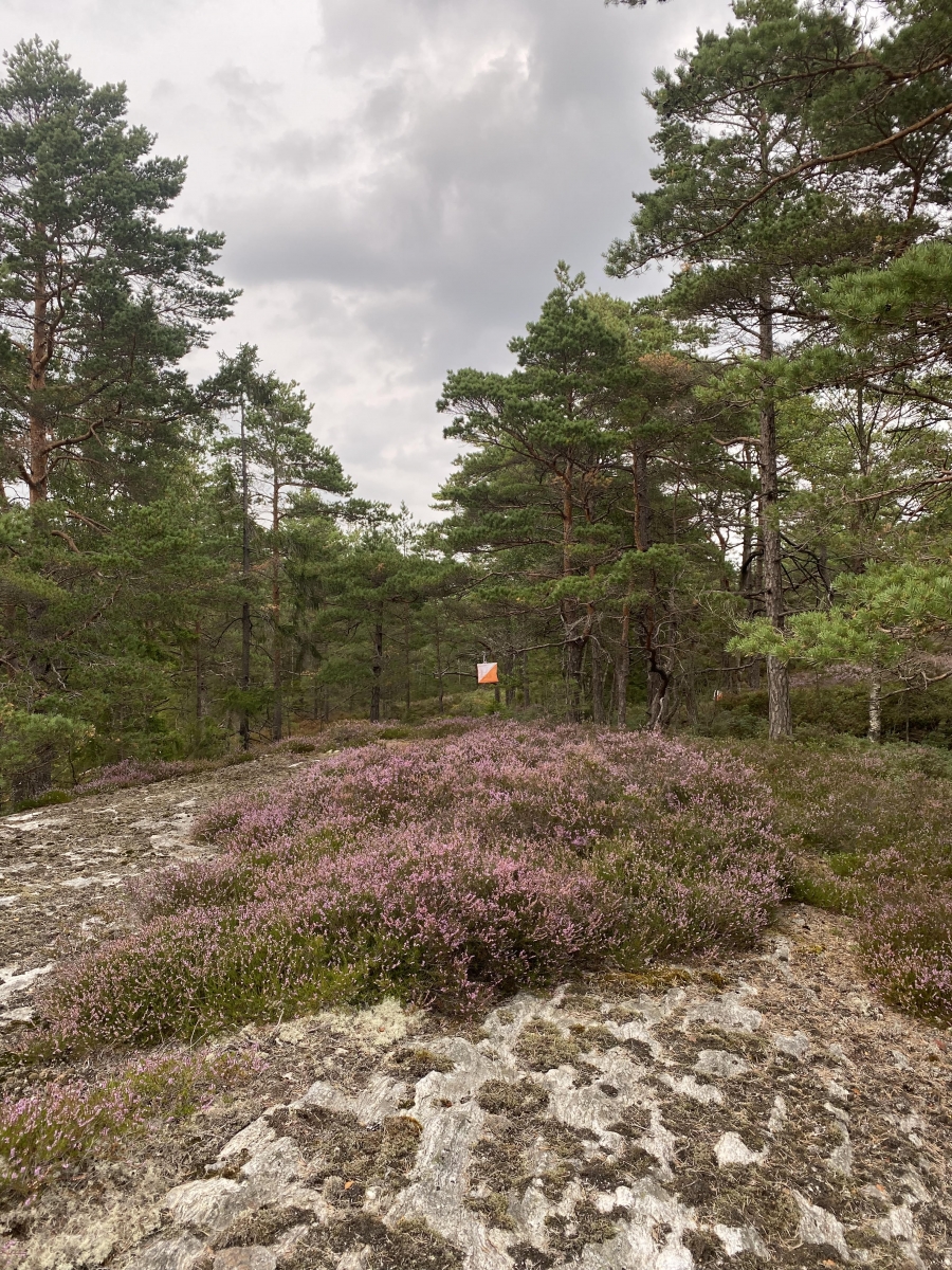 image: Orienteringsträning startar 6/9